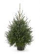 Picea Omorika in pot 150-175