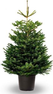 Nordmann Excellent 175-200cm in pot