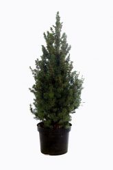 Picea glauca 'Conica' 100cm